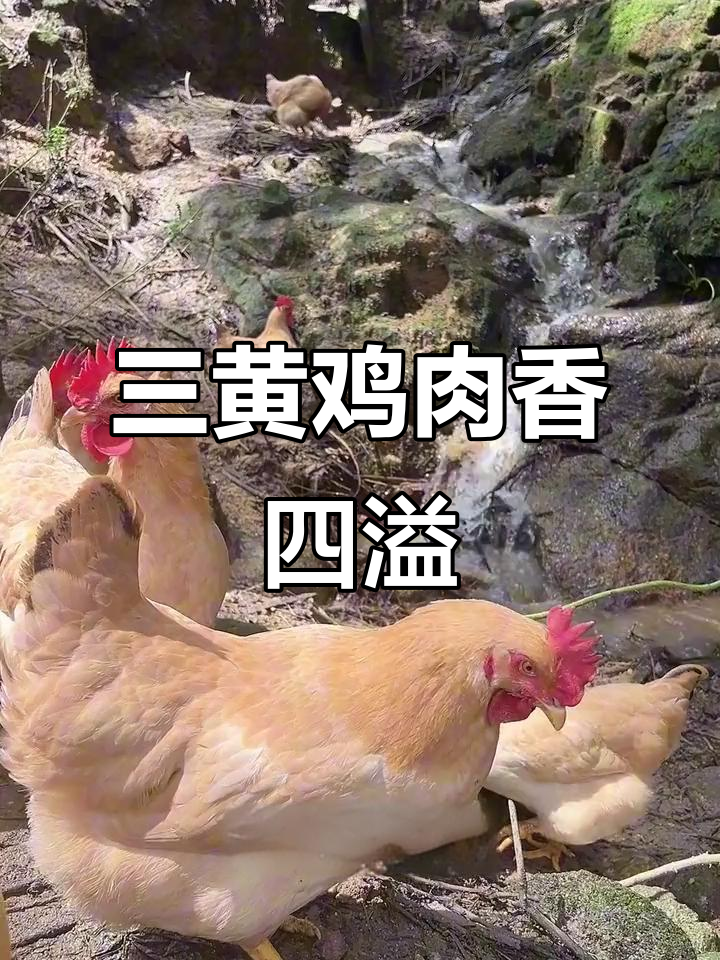 三黄鸡自由放养,肉质鲜美,香气扑鼻