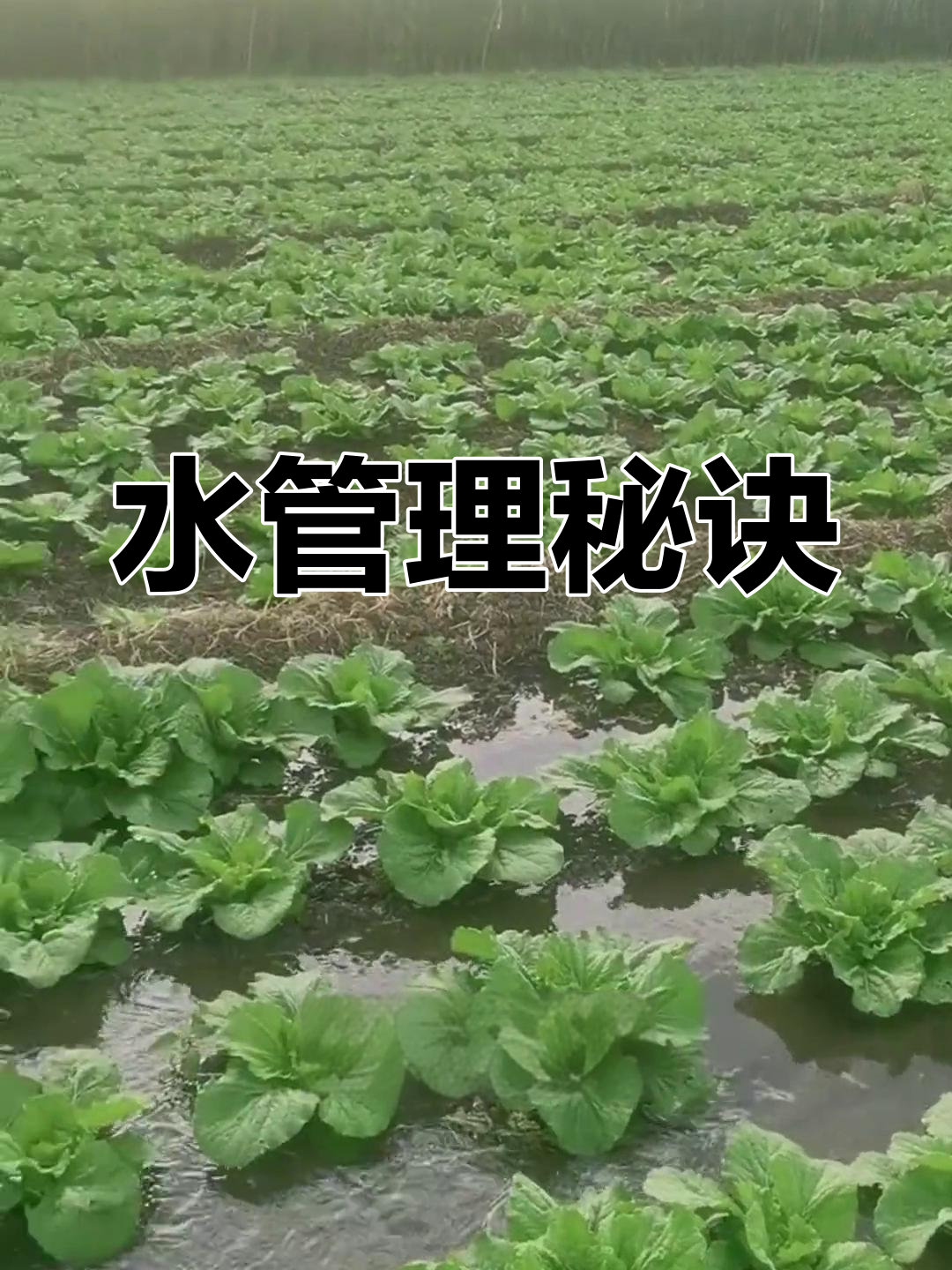 白菜苗期管理,三水五水法则让生长更健康