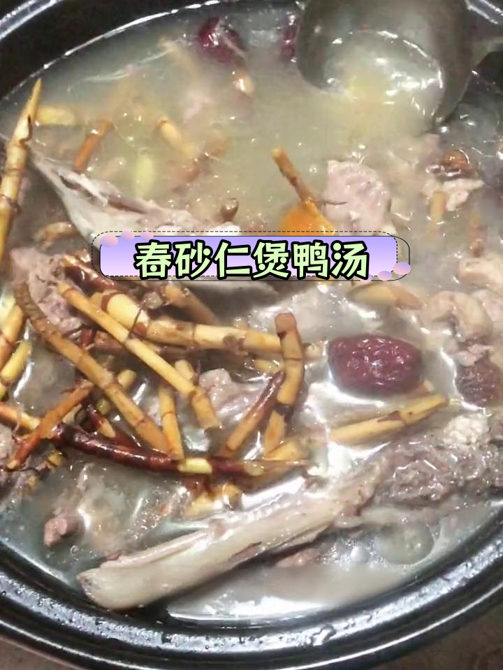春砂仁根青头鸭汤,鲜美滋补好味道