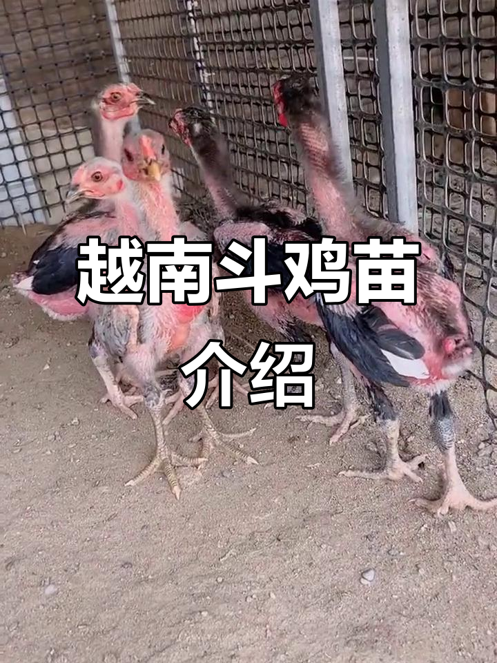 越南斗鸡文化与养殖揭秘:纯种母鸡与种蛋的魅力