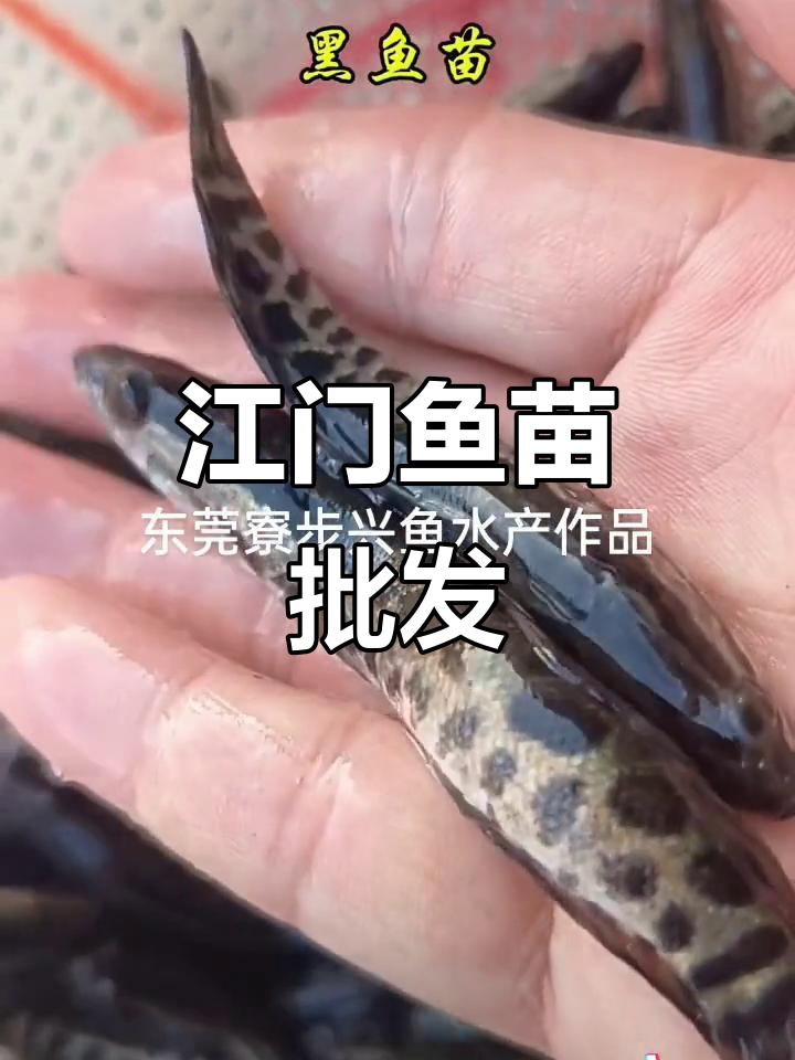 江门鱼苗批发,质量保证,价格实惠