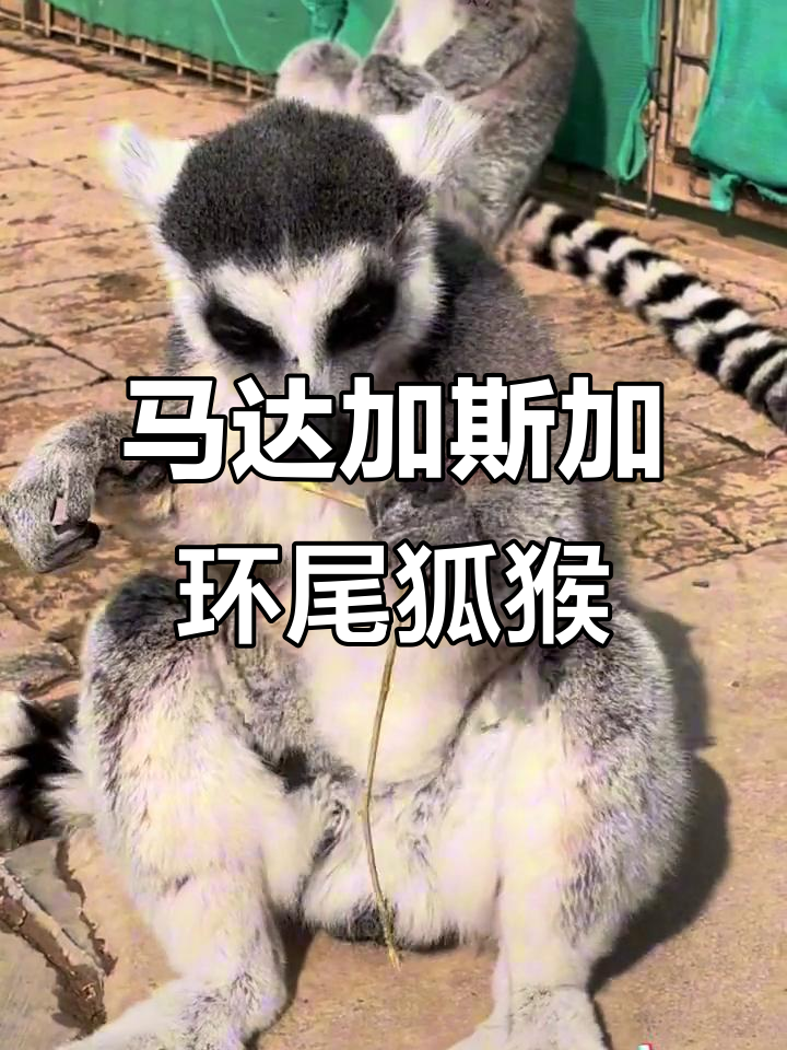 环尾狐猴:马达加斯加的温顺小动物,你愿意和它近距离接触吗?