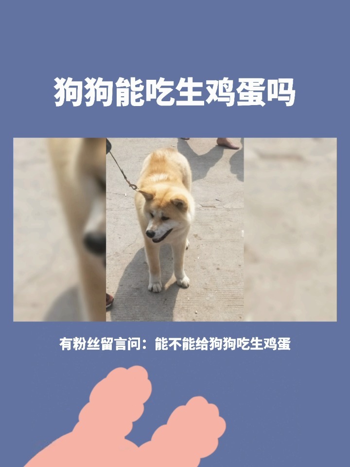 狗狗能吃生鸡蛋吗?