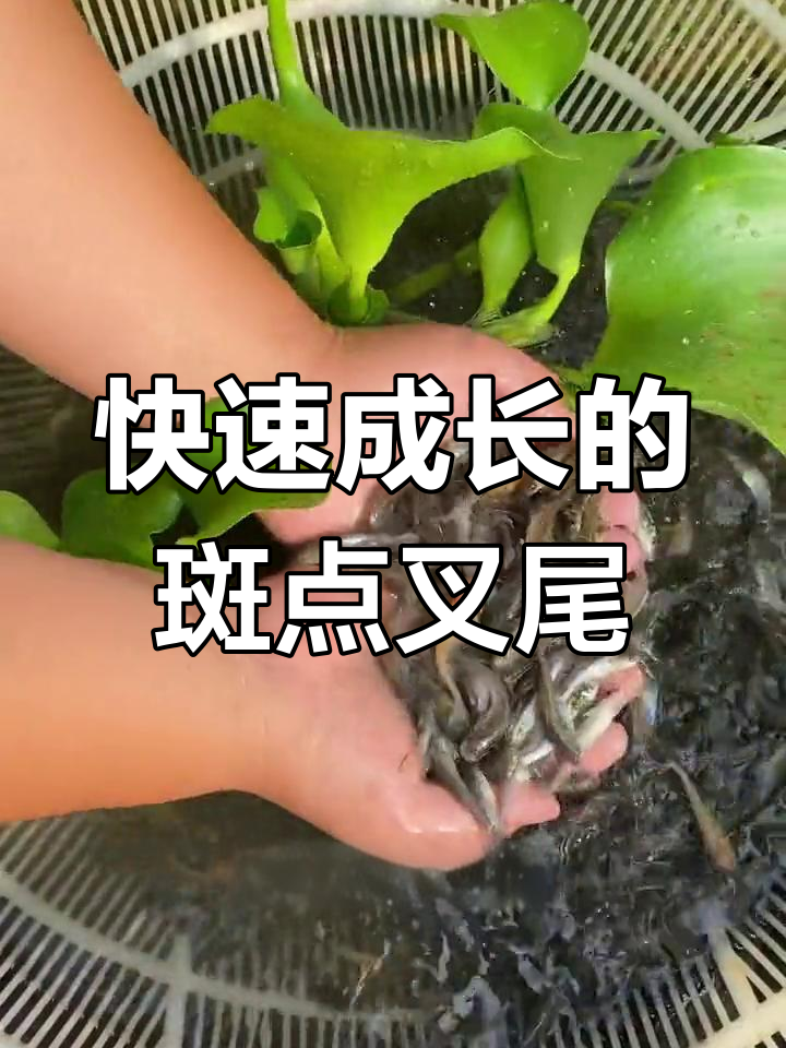 斑点叉尾回:淡水鱼中的生长冠军