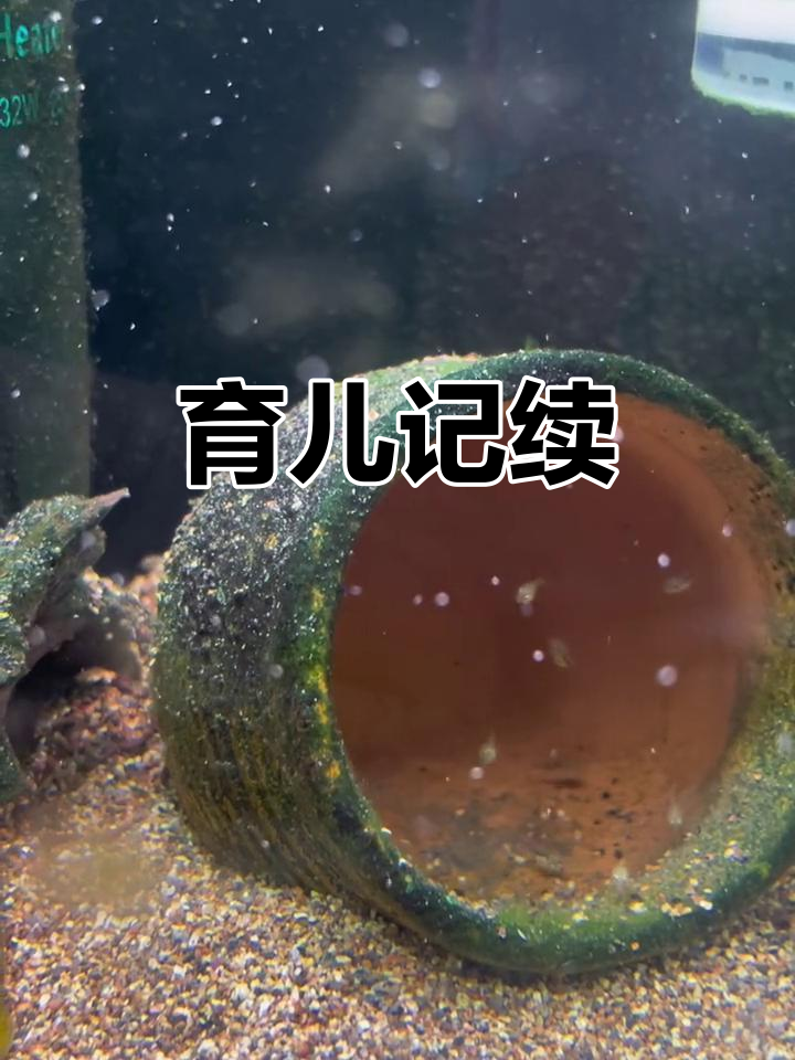 周末将幼鱼分离,单独饲养,迷你鹦鹉育儿记续集