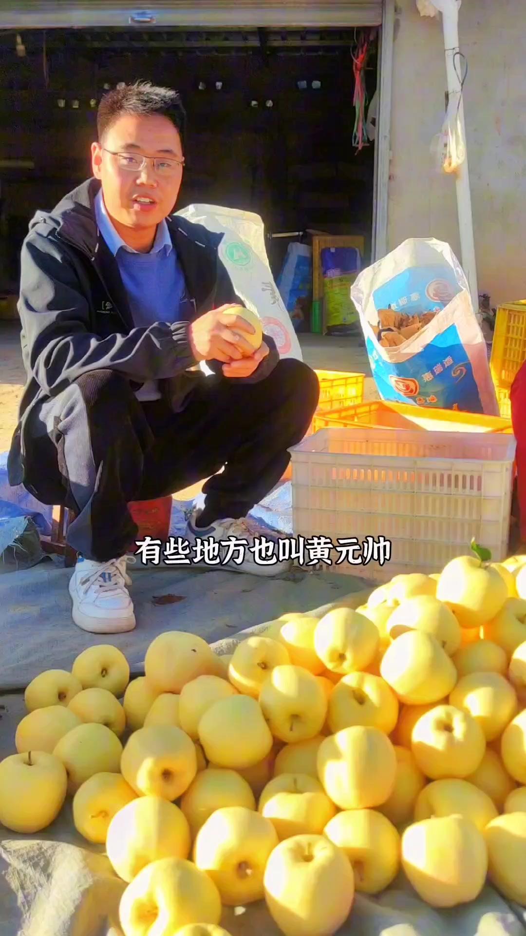 这就是我们甘肃黄元帅苹果,老品种,果味浓郁、真的很好吃 新农人计划2023 创作灵感 黄元