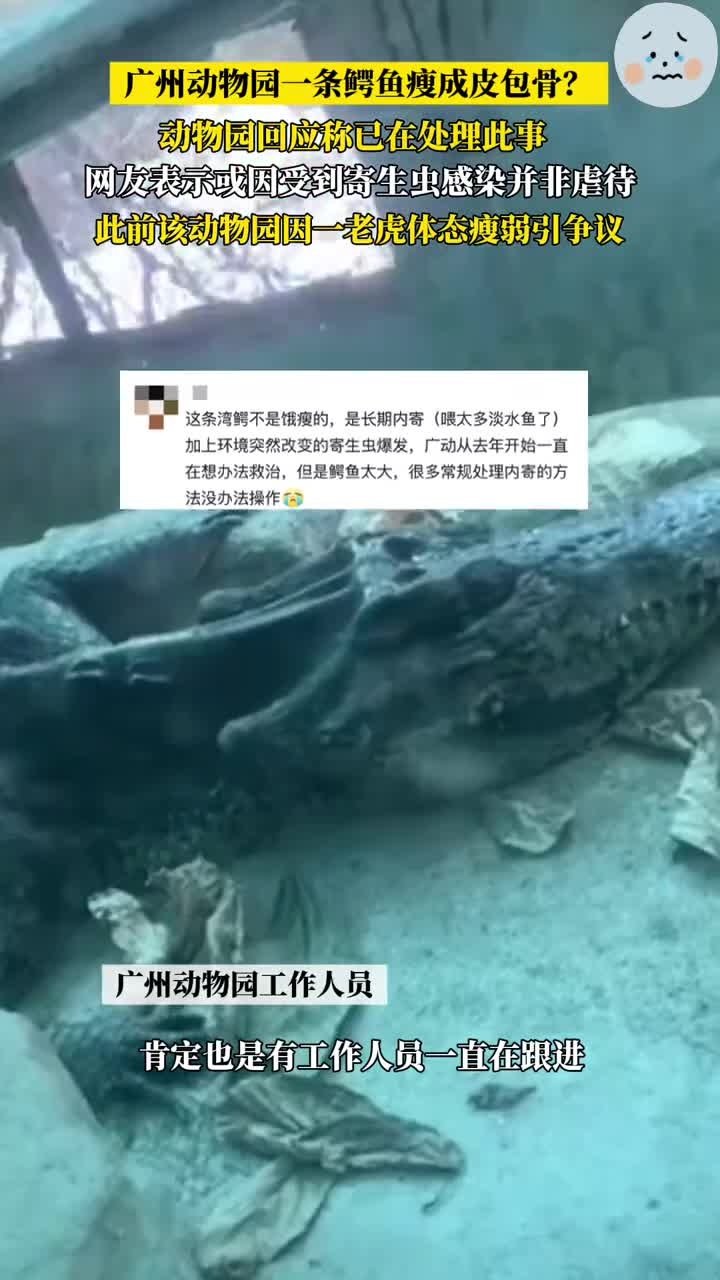 广州动物园一鳄鱼瘦得皮包骨引关注,此前该动物园也因一只体态瘦弱的华南虎吃草引争议