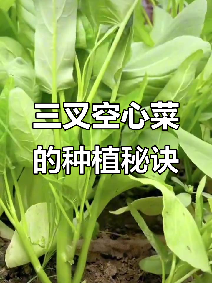 大叶三叉空心菜,种一次就能反复采收,口感脆嫩无丝