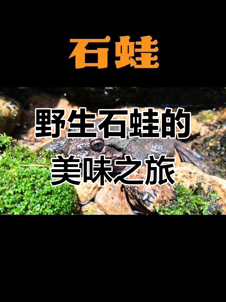 石蛙,山林美味,自然养殖,尽享舌尖盛宴