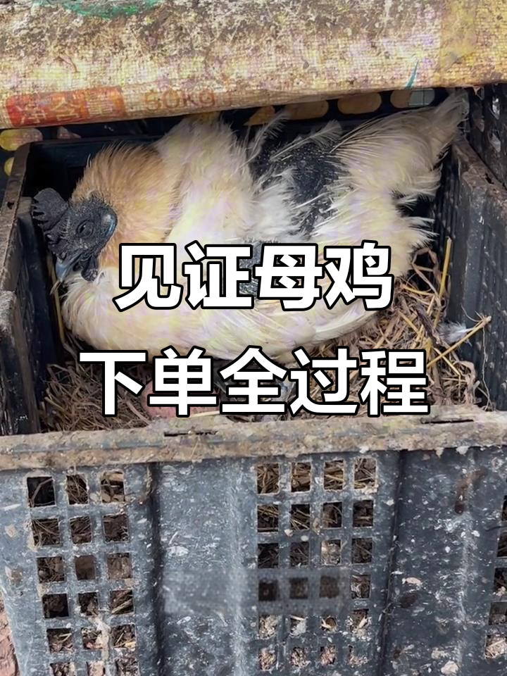 母鸡下蛋过程大揭秘,竟然这么费劲!
