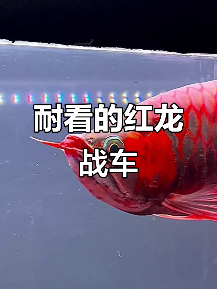 红龙汤勺头战车,越看越迷人!