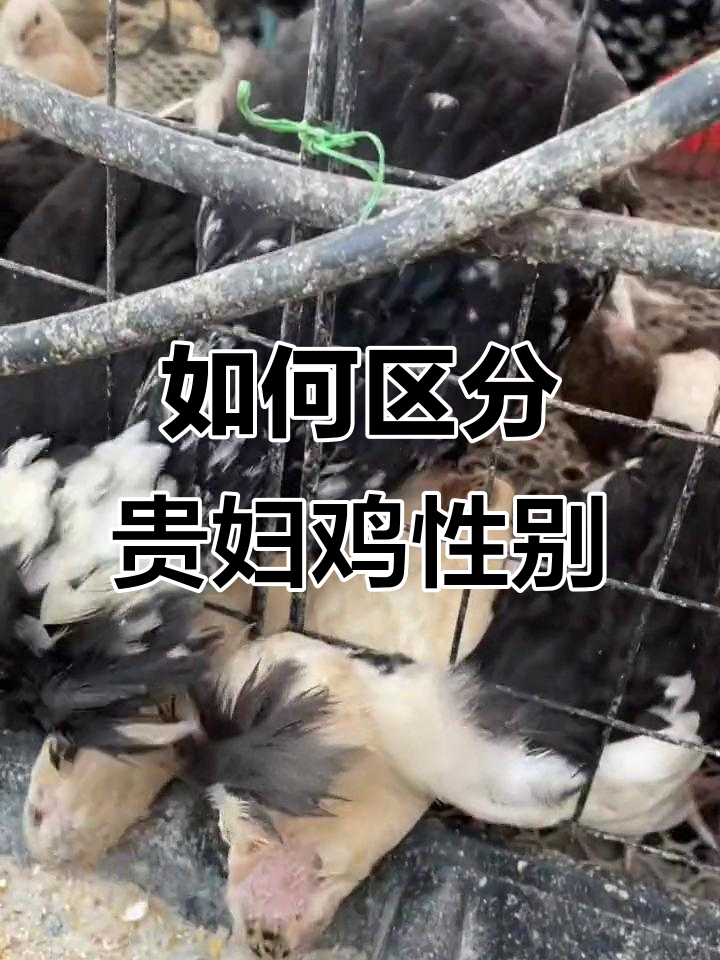 分辨贵妃鸡公母,一看就懂!
