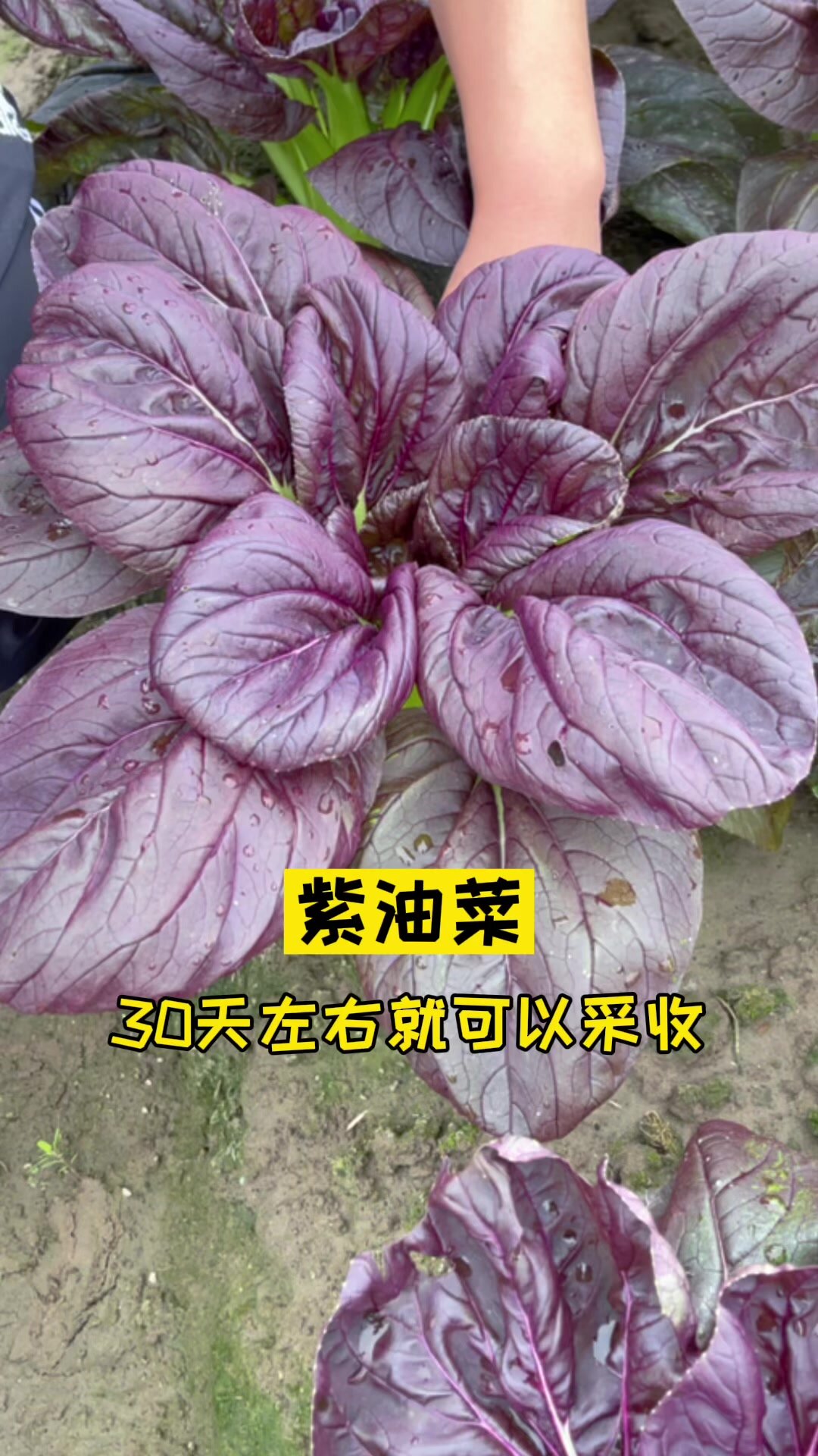 紫油菜种植简单,月初种植月底吃!