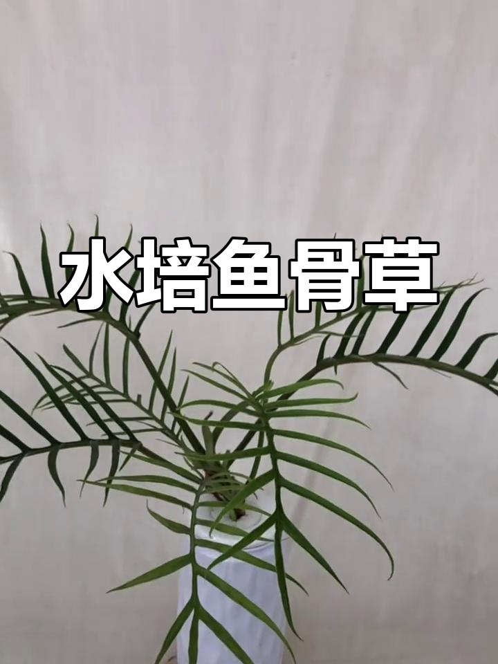 鱼骨草水培:一份耕耘,收获满满