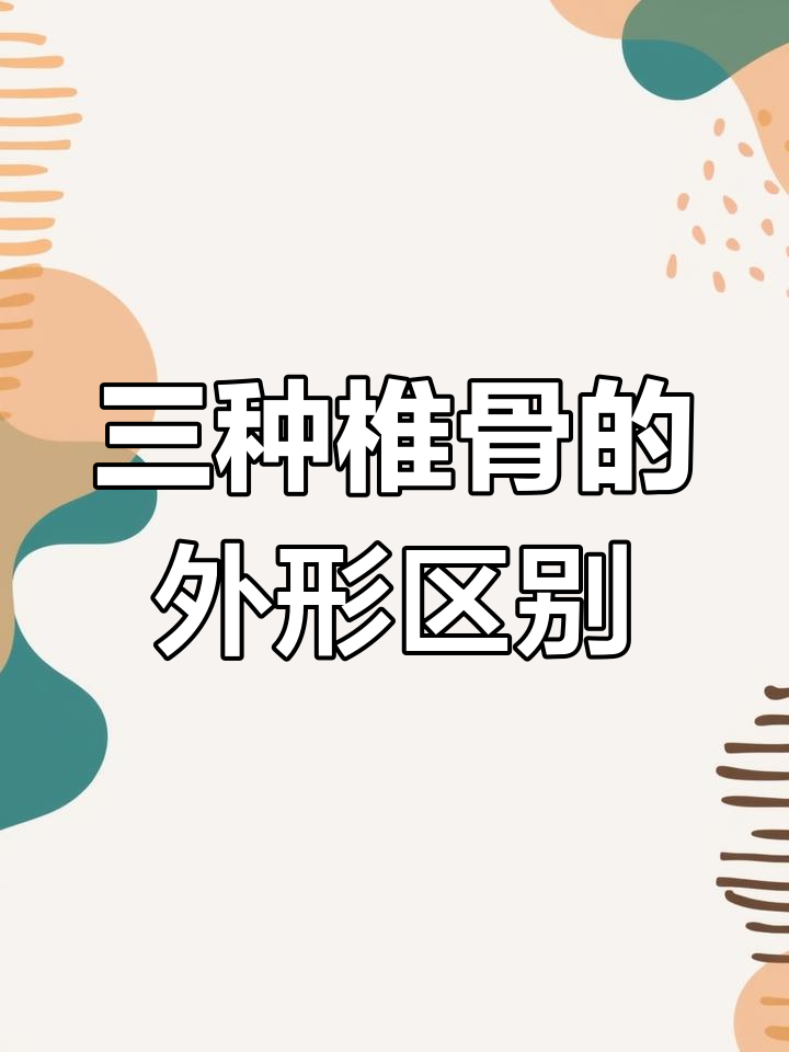 腰椎、胸椎与颈椎的趣味记忆法,轻松区分三者的形状特点