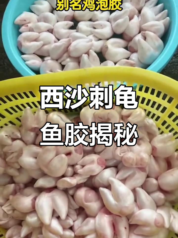 海南西沙刺龟鱼胶:胃疼胃酸必备,竟是“鸡泡椒”变无生