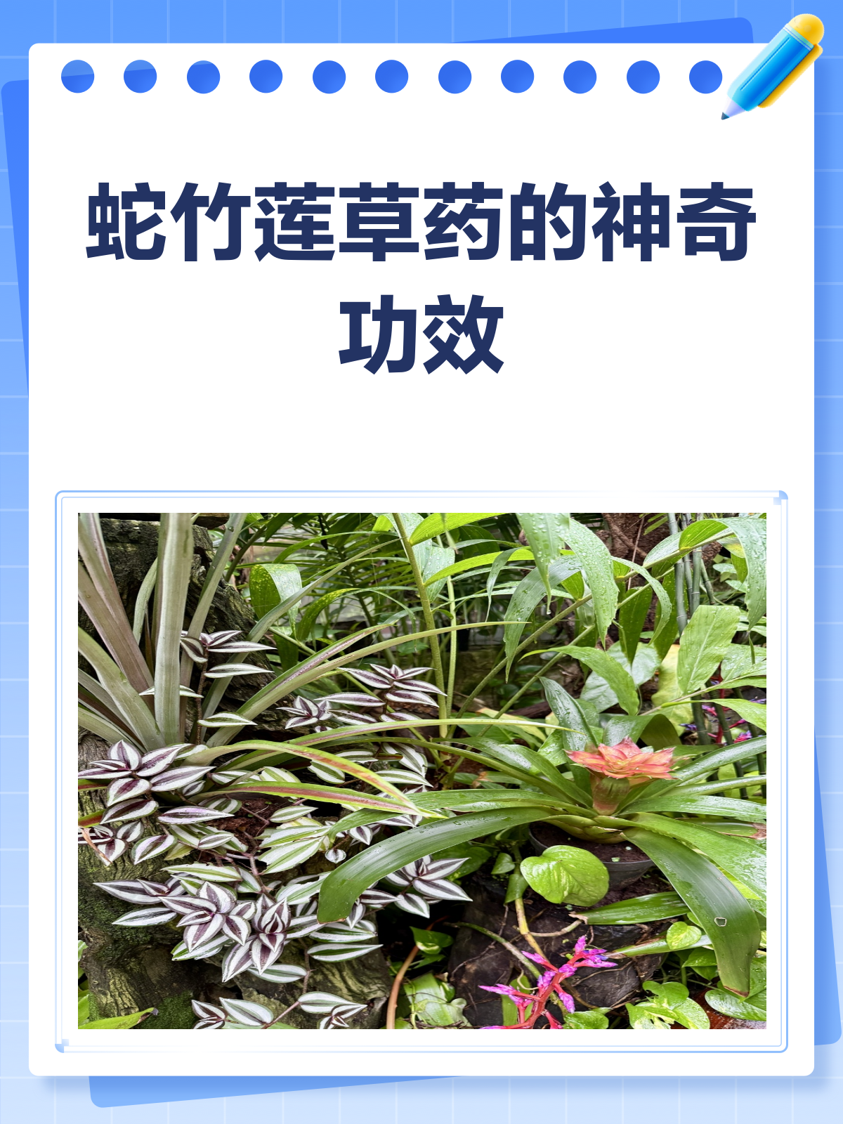 蛇竹莲?这草药竟能清热解毒还治蛇伤!