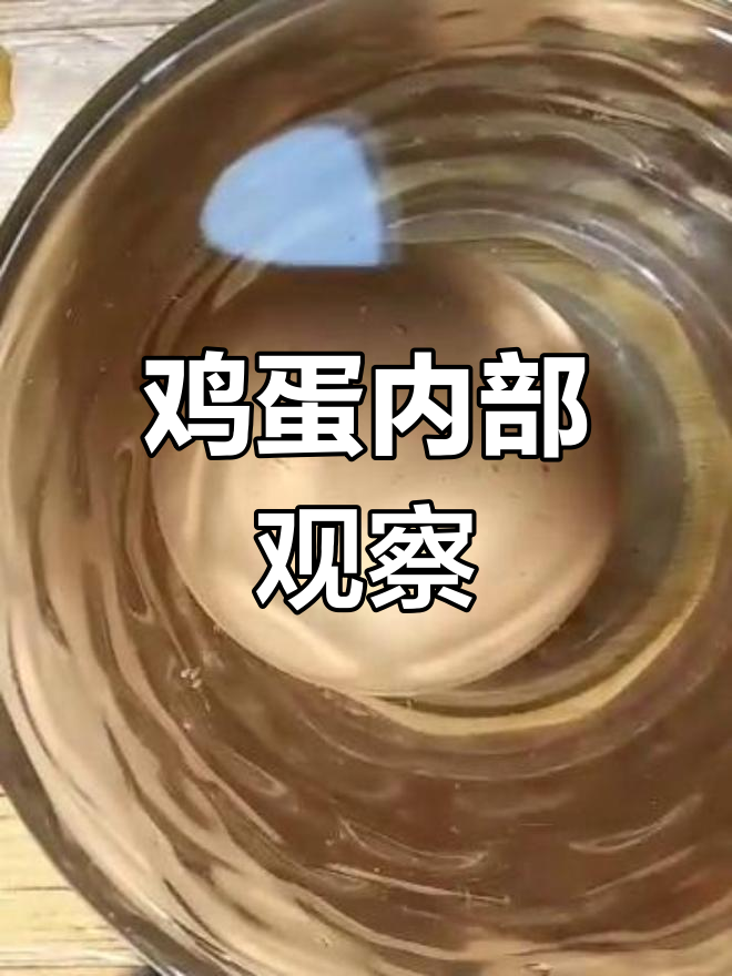 鸡蛋解剖:从外到内,揭秘每一层结构