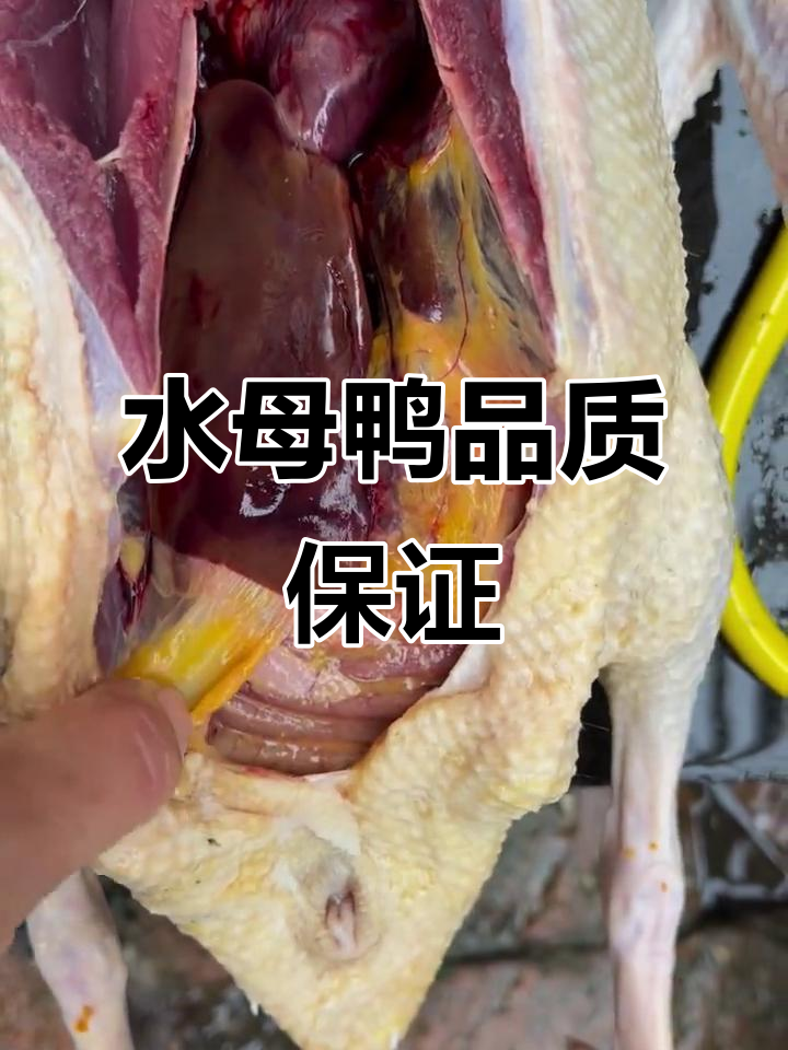 农村散养水母鸭,红肉翅让你满意