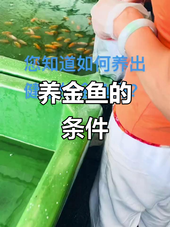 鱼缸摆放的最佳位置,通风光照都重要