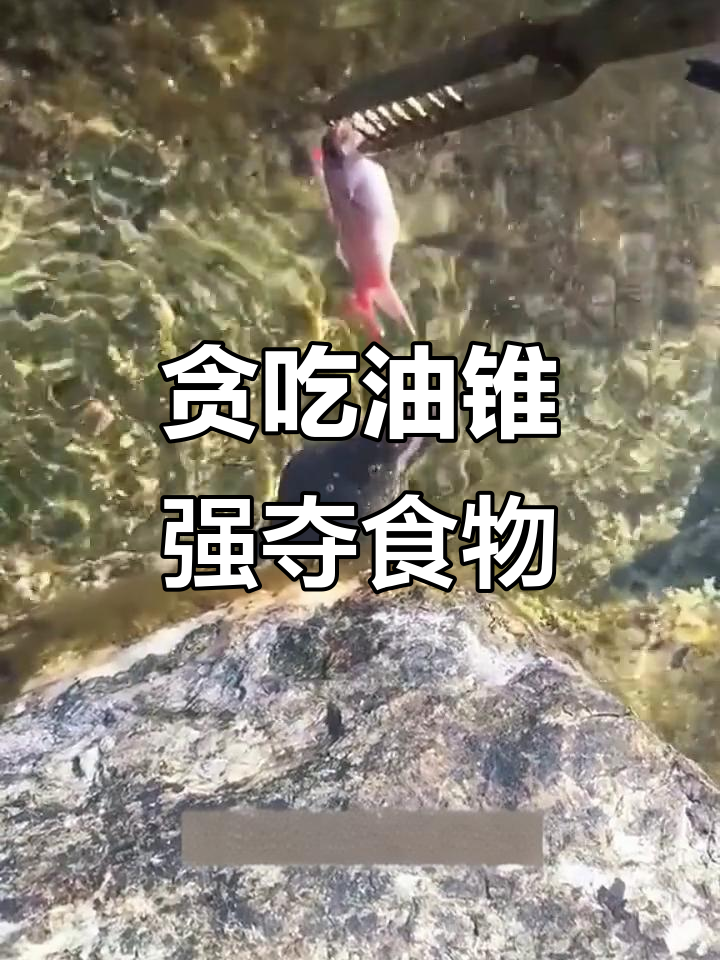 油锥抢食大战,凶猛肉食性鱼龟的惊险一幕