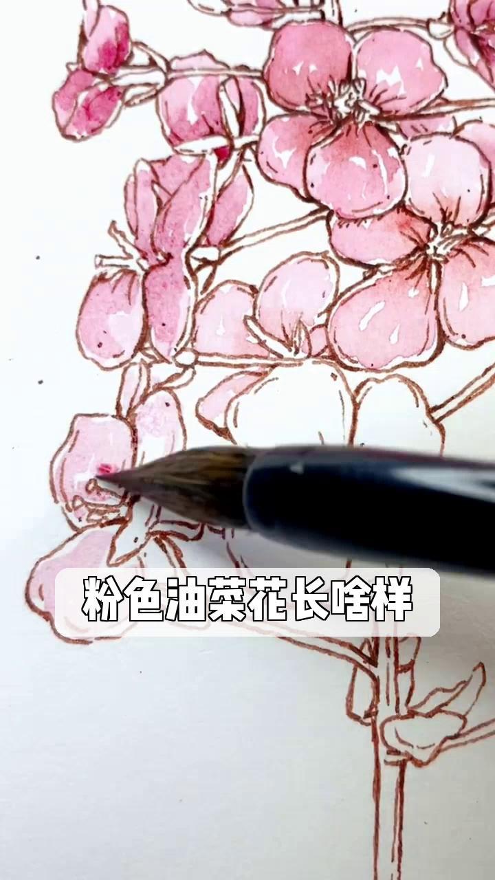 粉色油菜花长啥样