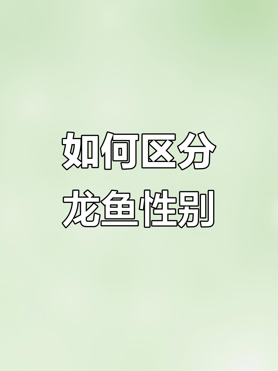 龙鱼公母分辨全攻略:从体型到口腔,轻松辨别!