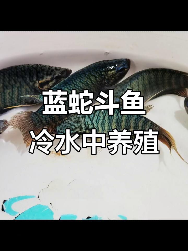 蓝色冷水蛇纹斗鱼，群养不打氧，轻松养殖
