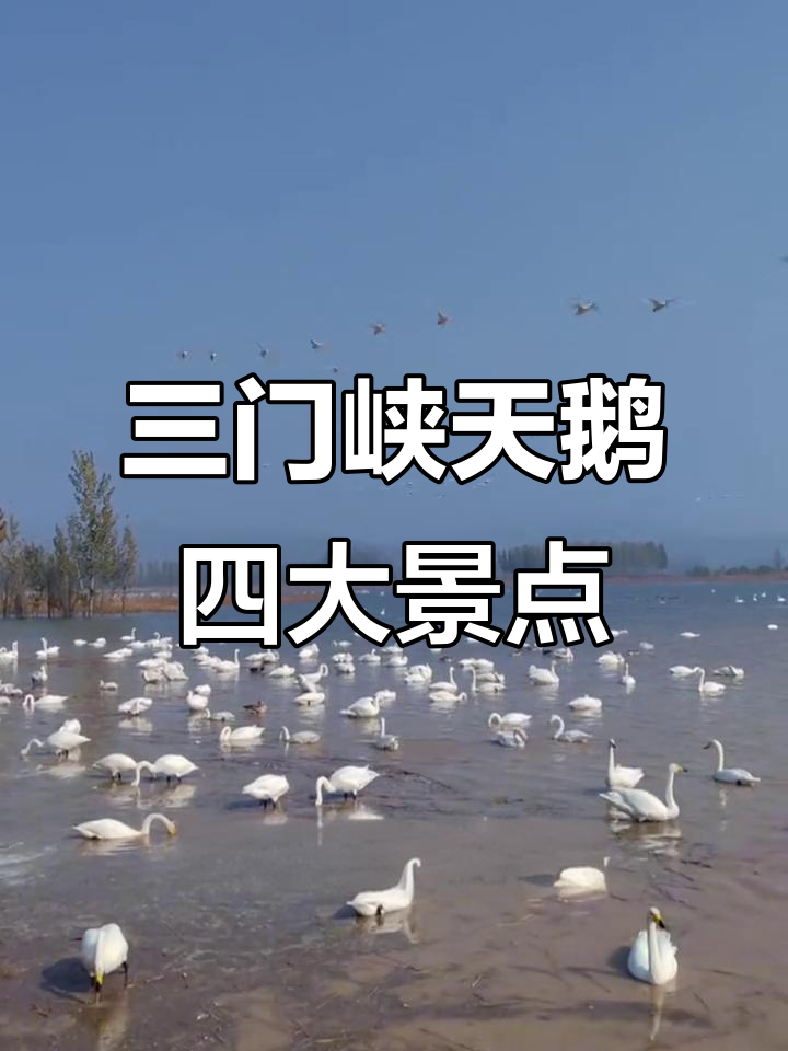 三门峡四大天鹅观赏点大揭秘,其中两个鲜为人知