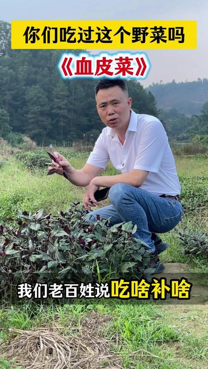 你吃过微量元素高的野菜血皮菜吗?科普一下