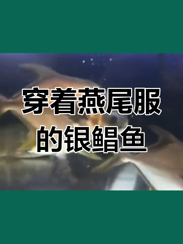 银鲳鱼:优雅的燕尾服战士
