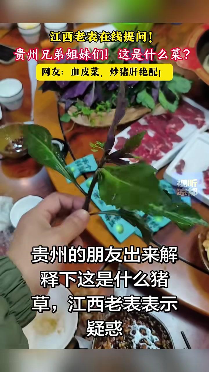 江西老表在线提问!贵州兄弟姐妹们!这是什么菜?网友:血皮菜,炒猪肝绝配!#野菜#云贵川渝