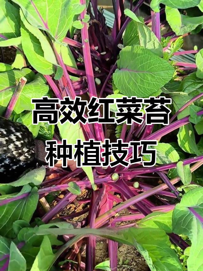 红菜苔疯狂生长,肥料跟上产量惊人,超值蔬菜不容错过