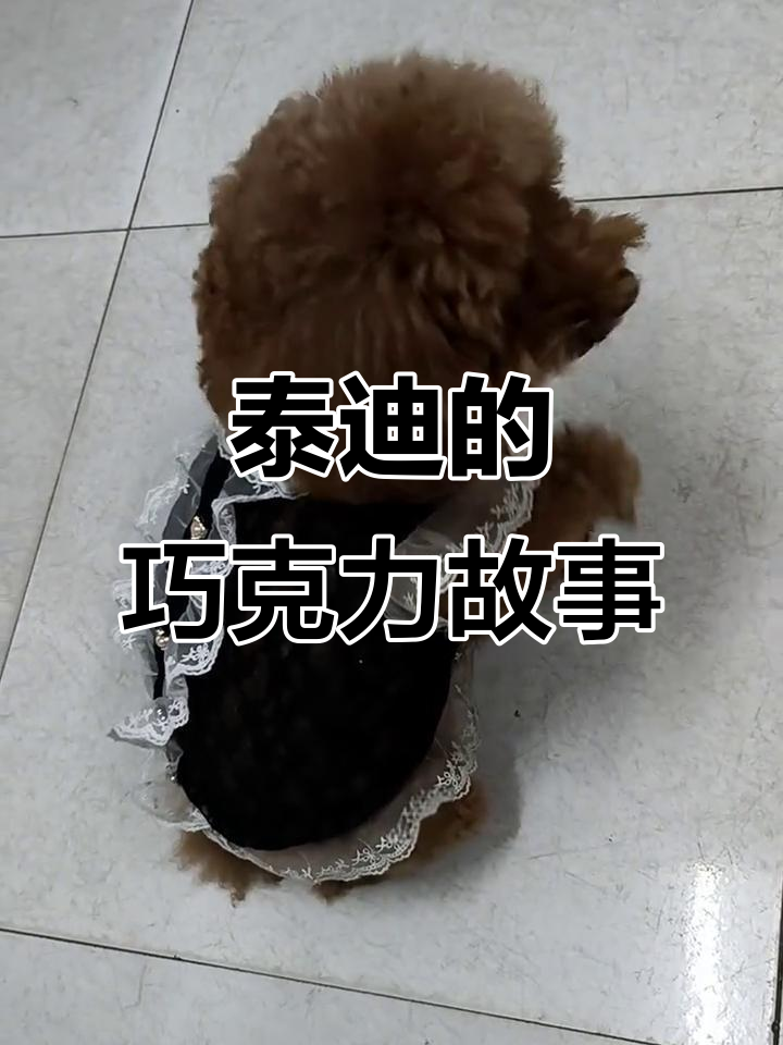 泰迪知道自己的名字是巧克力,办公室里的“巧克力”趣事