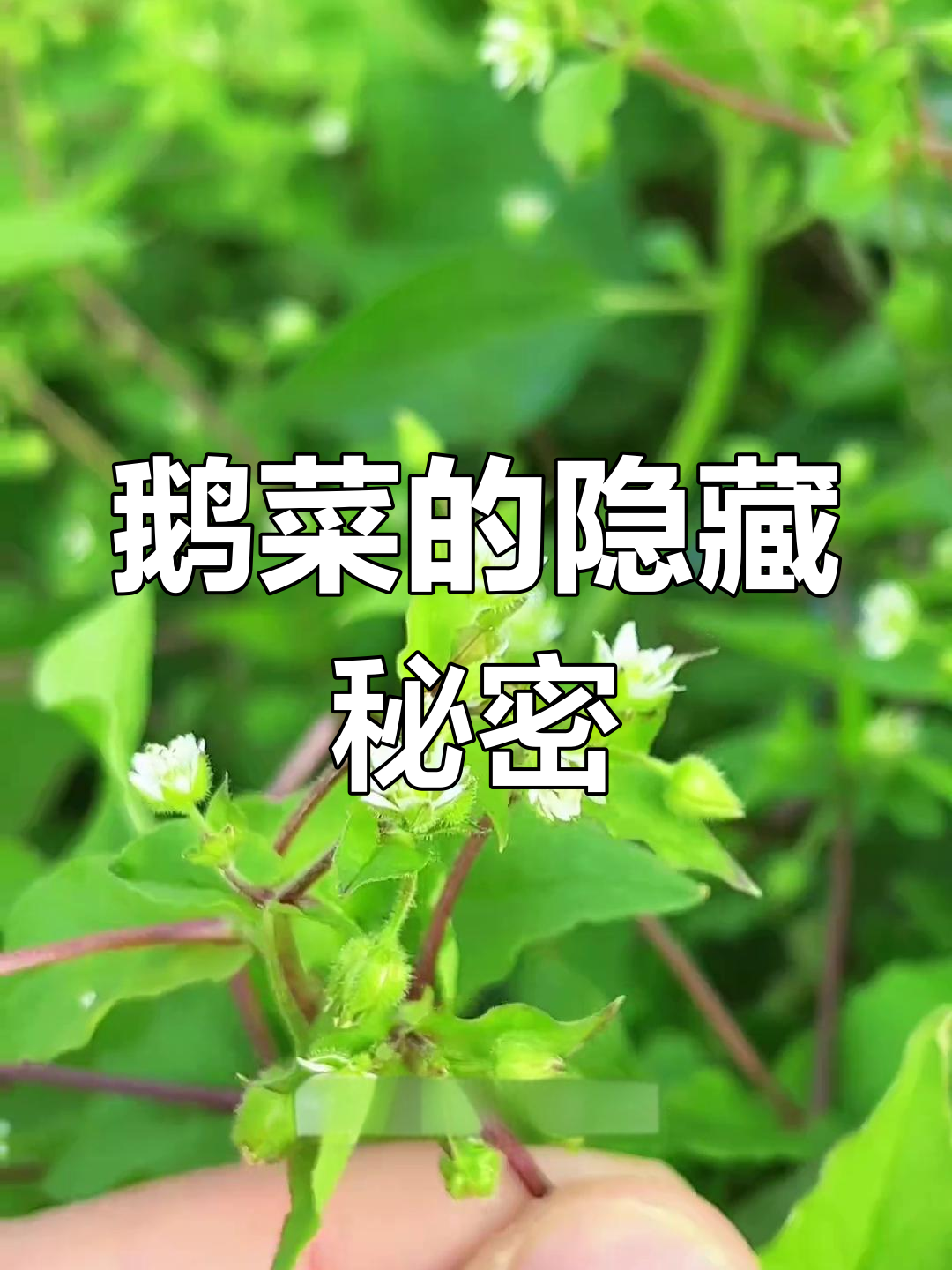 常见鹅菜,背后竟有这么多不为人知的秘密!