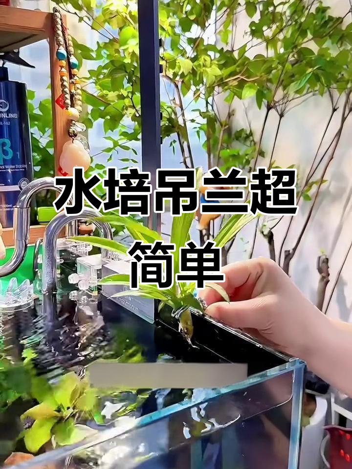 鱼缸水培吊兰,简单又美观,轻松搞定!