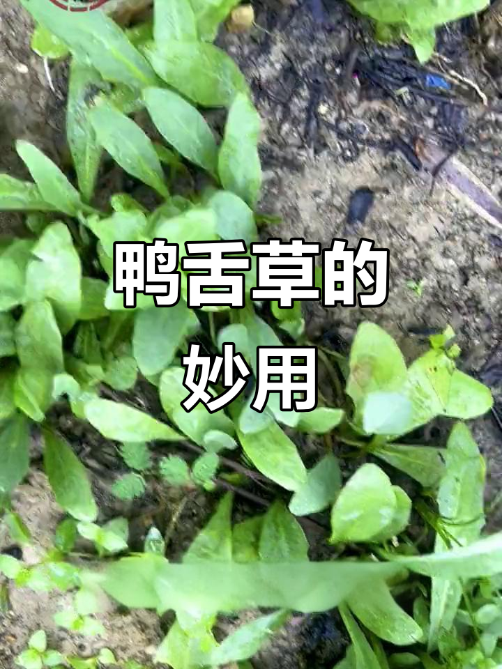 鸭舌草竟是宝贝，农村人喉咙不适时常用它煮水