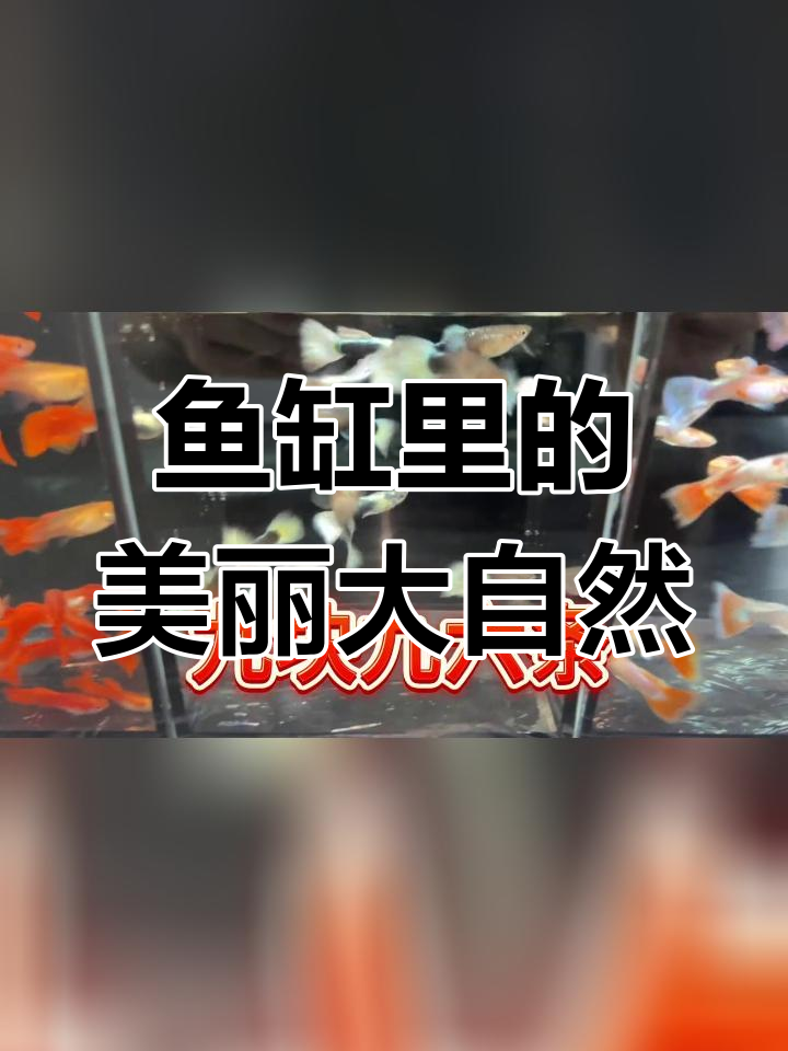 鱼缸中的自然奇观:火烧云与孔雀鱼的奇妙共生