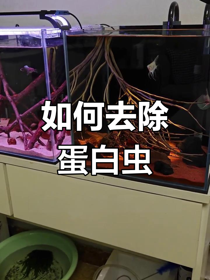 鱼缸蛋白虫产生原因与解决方法