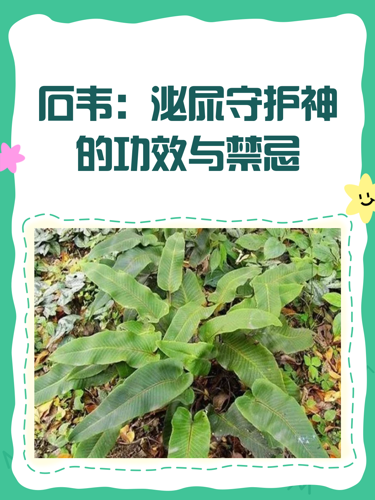 石韦:泌尿守护神还是双刃剑?