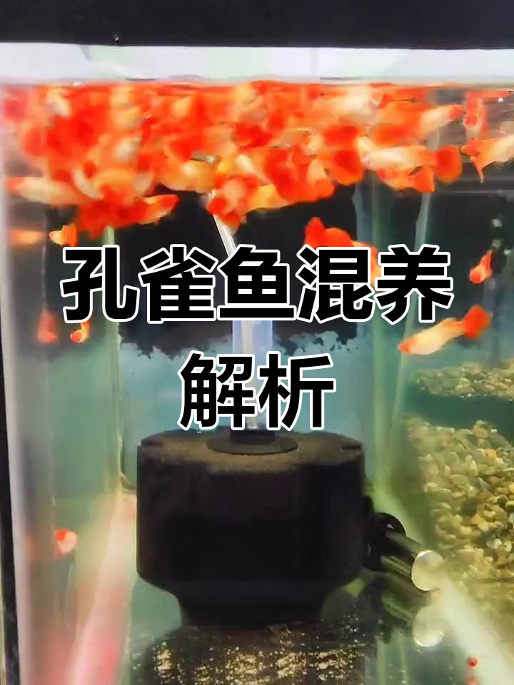 孔雀鱼混养,利弊分析!不同品种能否成功杂交?