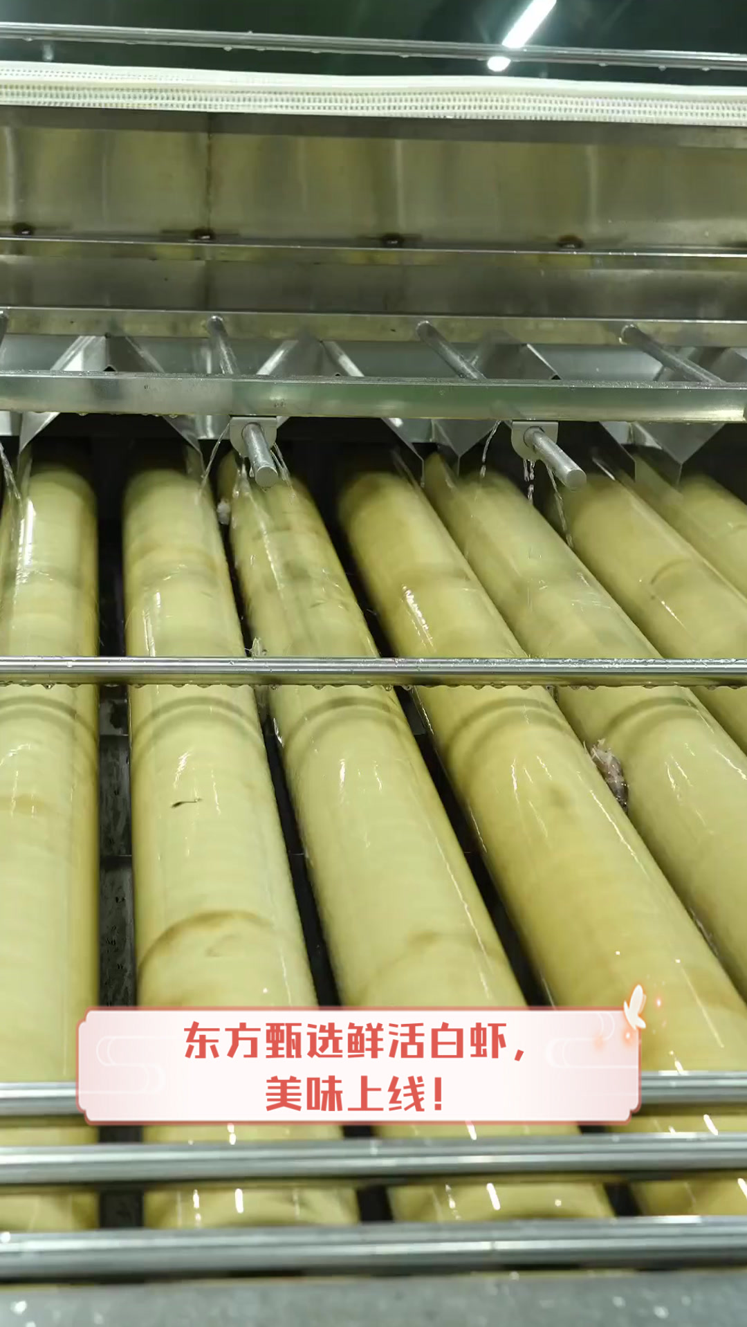 东方甄选鲜活白虾,美味上线!