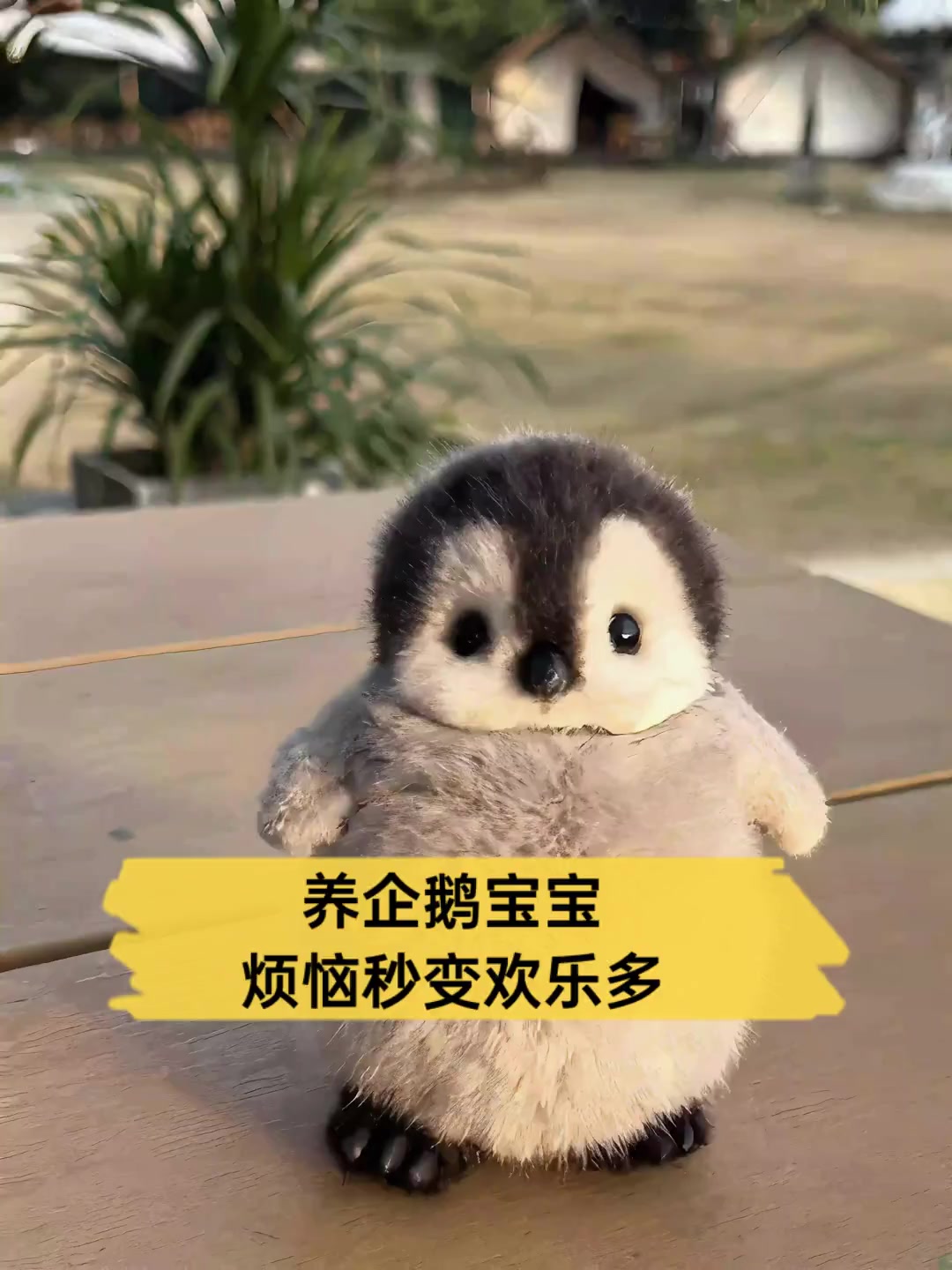 养企鹅宝宝,烦恼秒变欢乐多