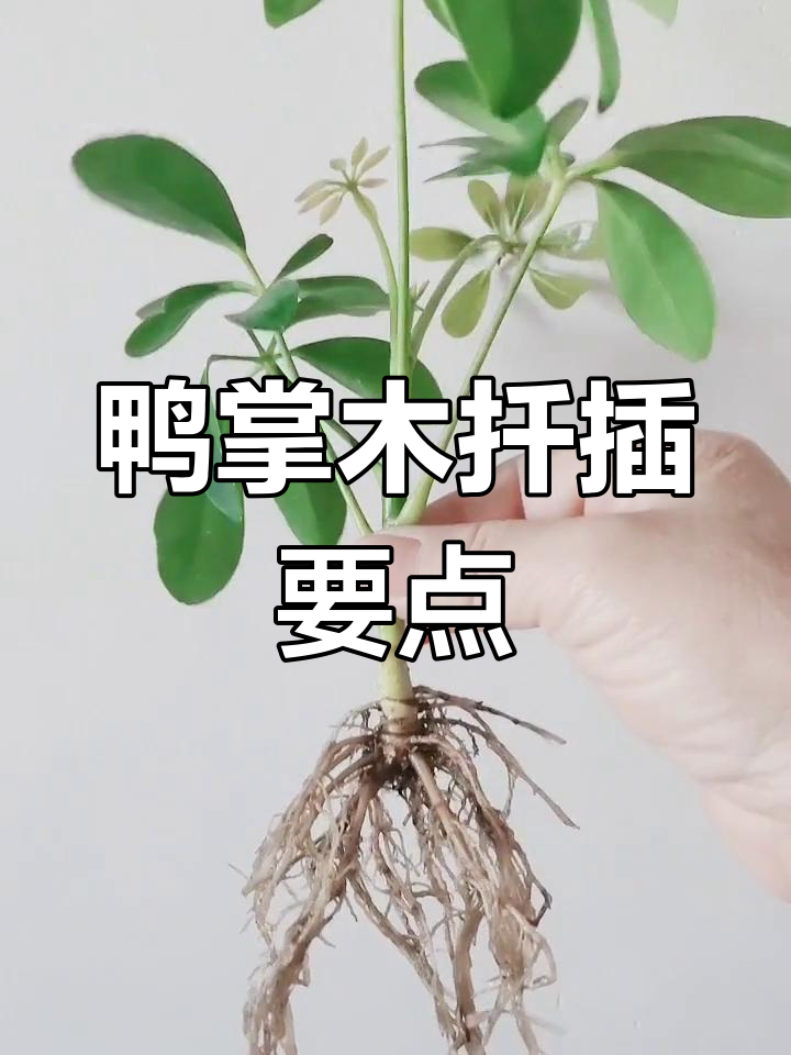 鸭掌木扦插技巧:如何避免根部腐烂,快速生根