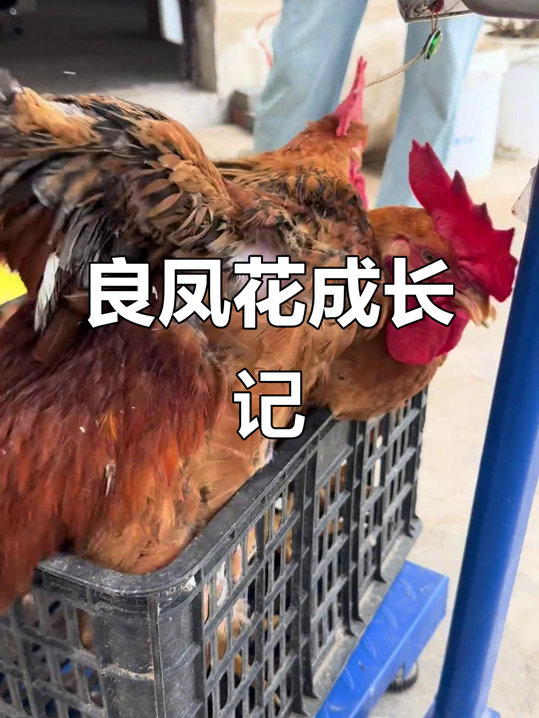 良凤花鸡长到6斤,可宰杀或继续饲养!