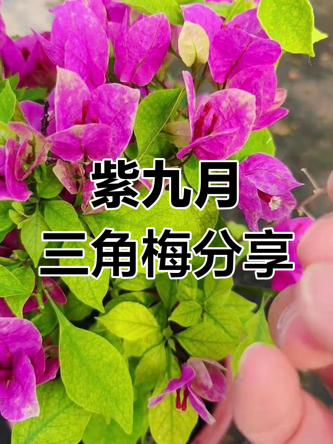 紫九月三角梅:紫色与白色交织,沙质感花朵惊艳登场