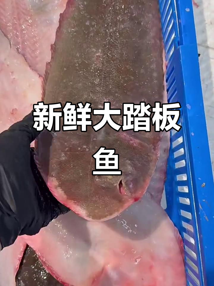 新鲜大踏板鱼，清蒸红烧炖汤皆宜
