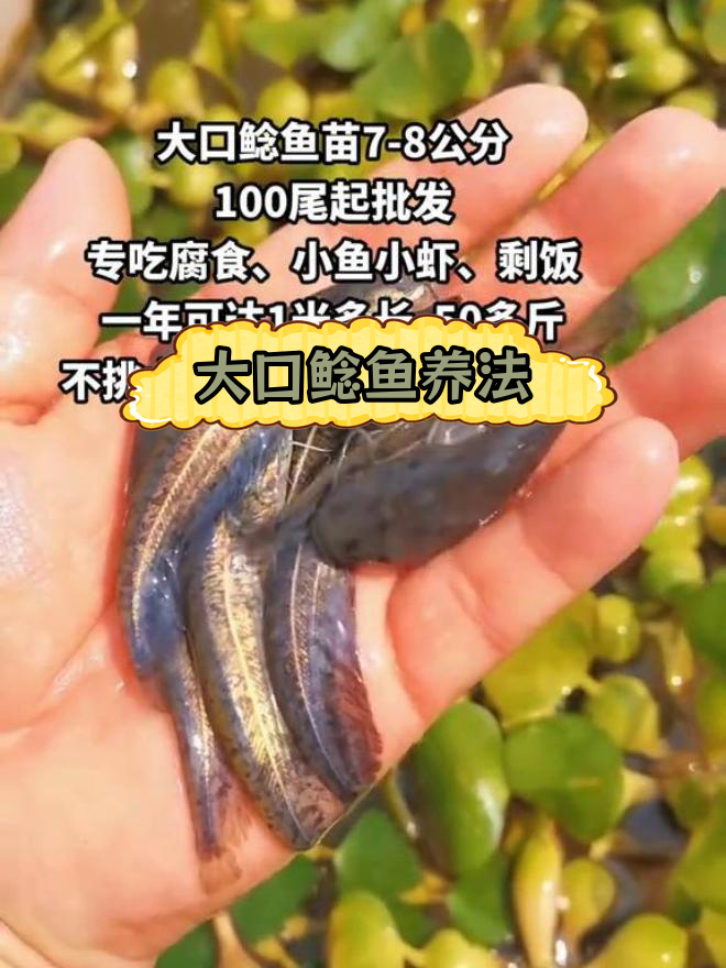 大口鲶鱼养殖技巧:5000条苗可放一亩,吃腐食长得快