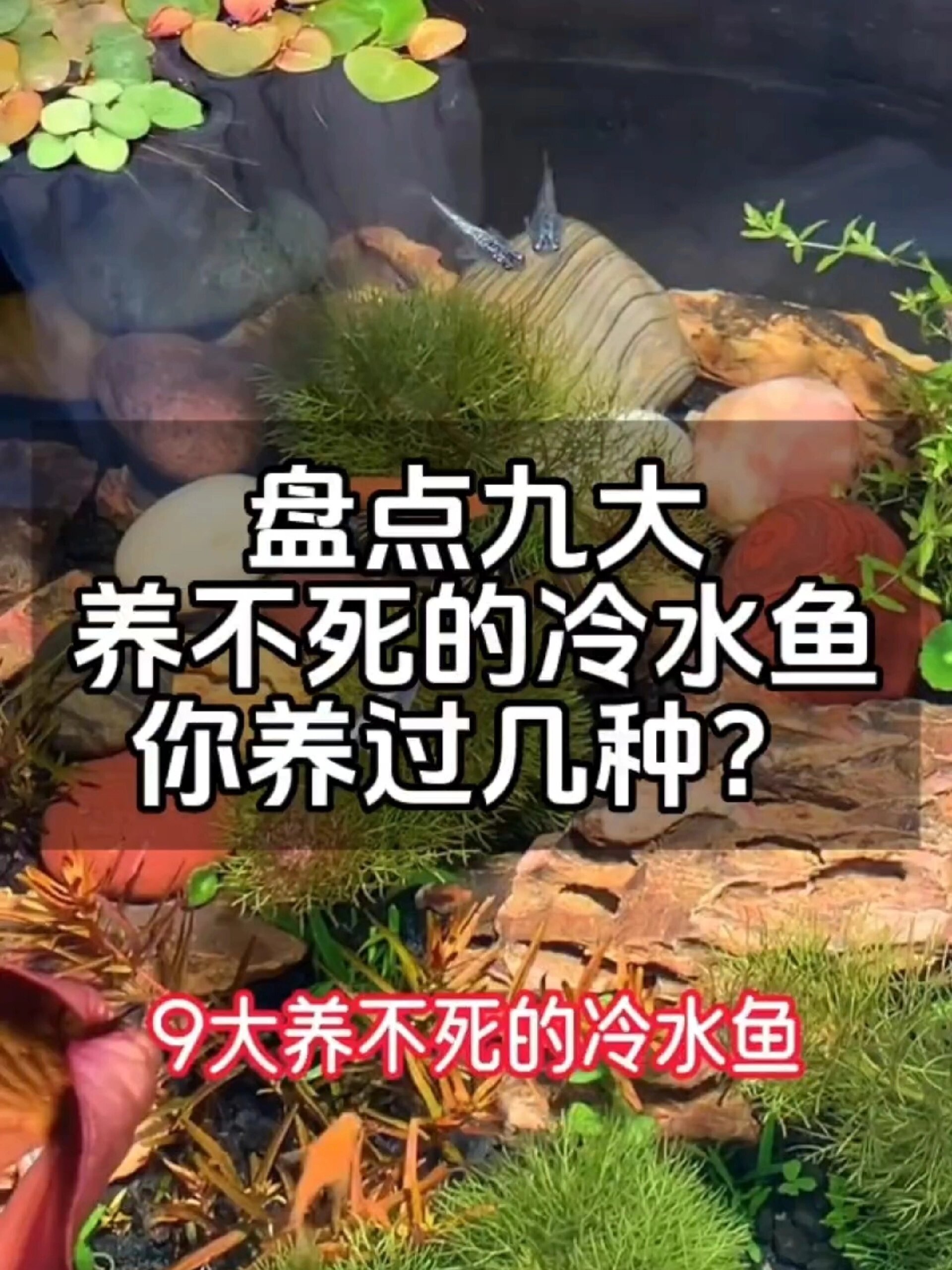 九种养不死的冷水鱼你养过几种?