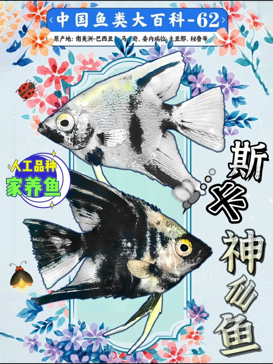 斯卡神仙鱼~国内人工品种适合家养